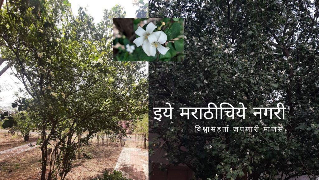 Common-Jasmin-Kamini-Tree-article-by-Dr-V-N-Shinde2