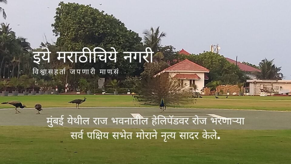 Birds and Peacock meeting on Helipad in Mumbai Rajbhavan
