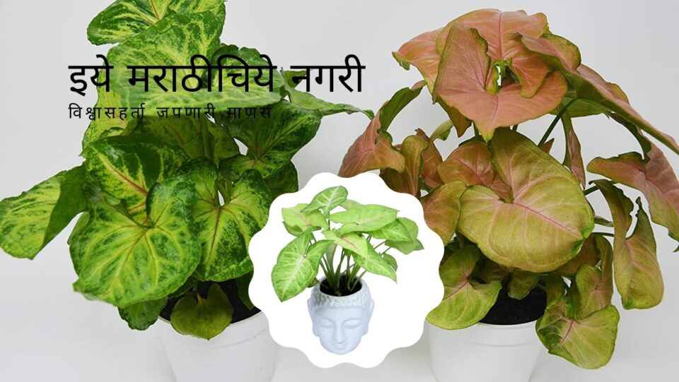 Sing onium Varieties and Cultivation Smita Patil Guidelines