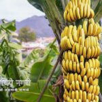 Benefits of Eating of Banana in Neettu Talks