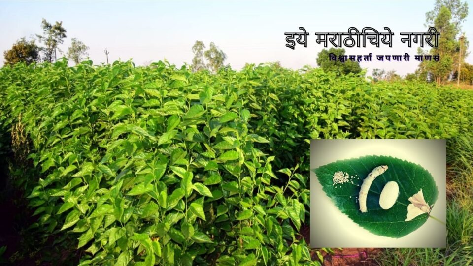 Sericulture in Bele Village success story