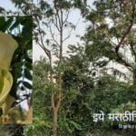 Vegetable hummingbird tree Hadga article by dr v n shinde