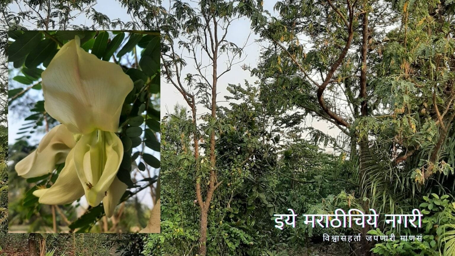 Vegetable hummingbird tree Hadga article by dr v n shinde
