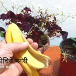 waste-banana-used-to-make-fertilizer-advice-by-smita-patil
