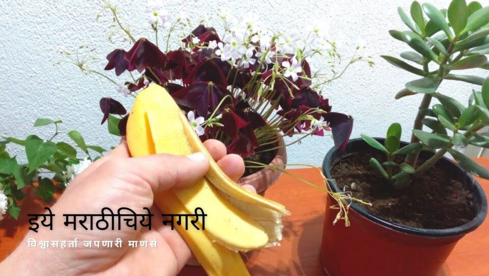 waste-banana-used-to-make-fertilizer-advice-by-smita-patil