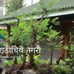 How to Make Bonsai Plant Tips by Suniti Deshmukh
