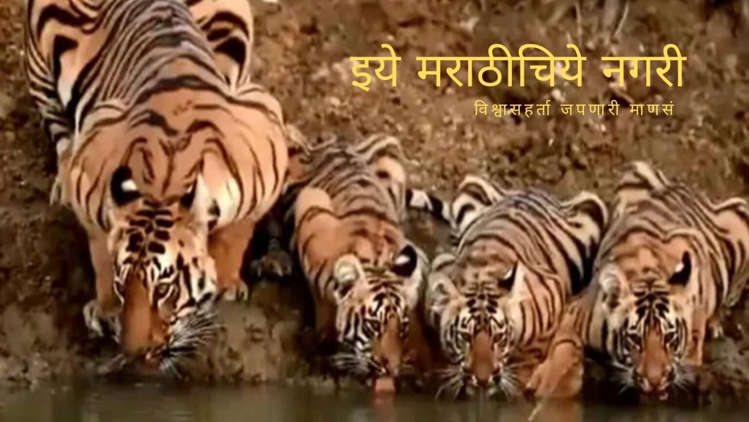 Tiger and family Residence Poem by Vishwas Deshpande