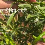 Chili Cultivation in home garden special Tips