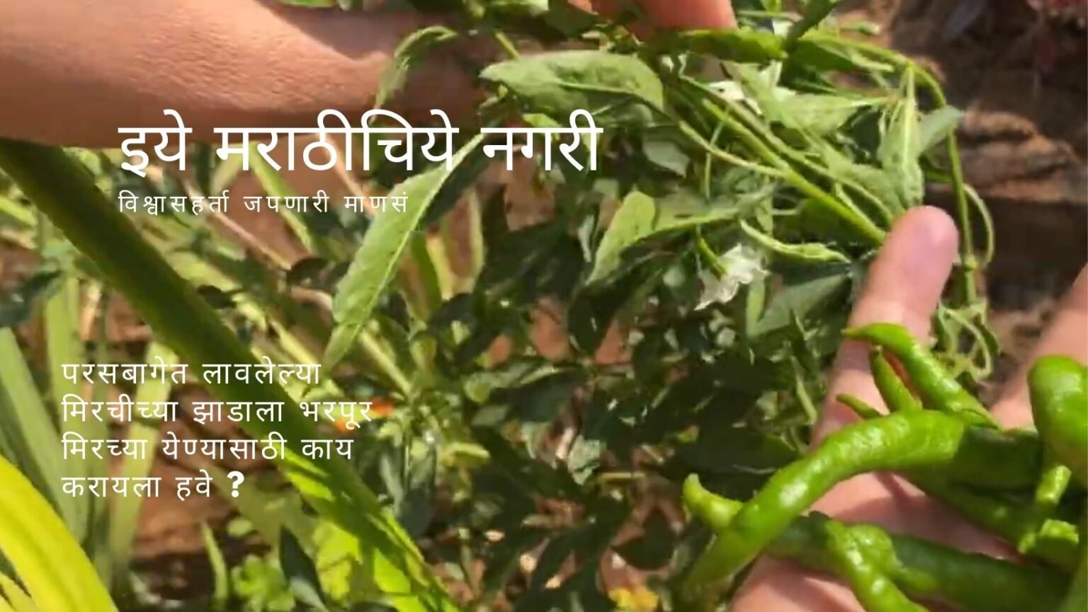 Chili Cultivation in home garden special Tips
