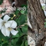 Common Jasmin Kamini Tree article by Dr V N Shinde