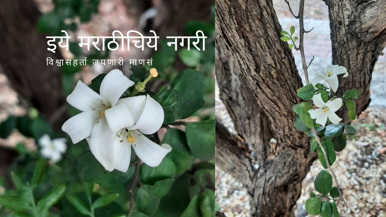 Common Jasmin Kamini Tree article by Dr V N Shinde