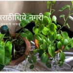 How To use Epsom salt to garden Plants