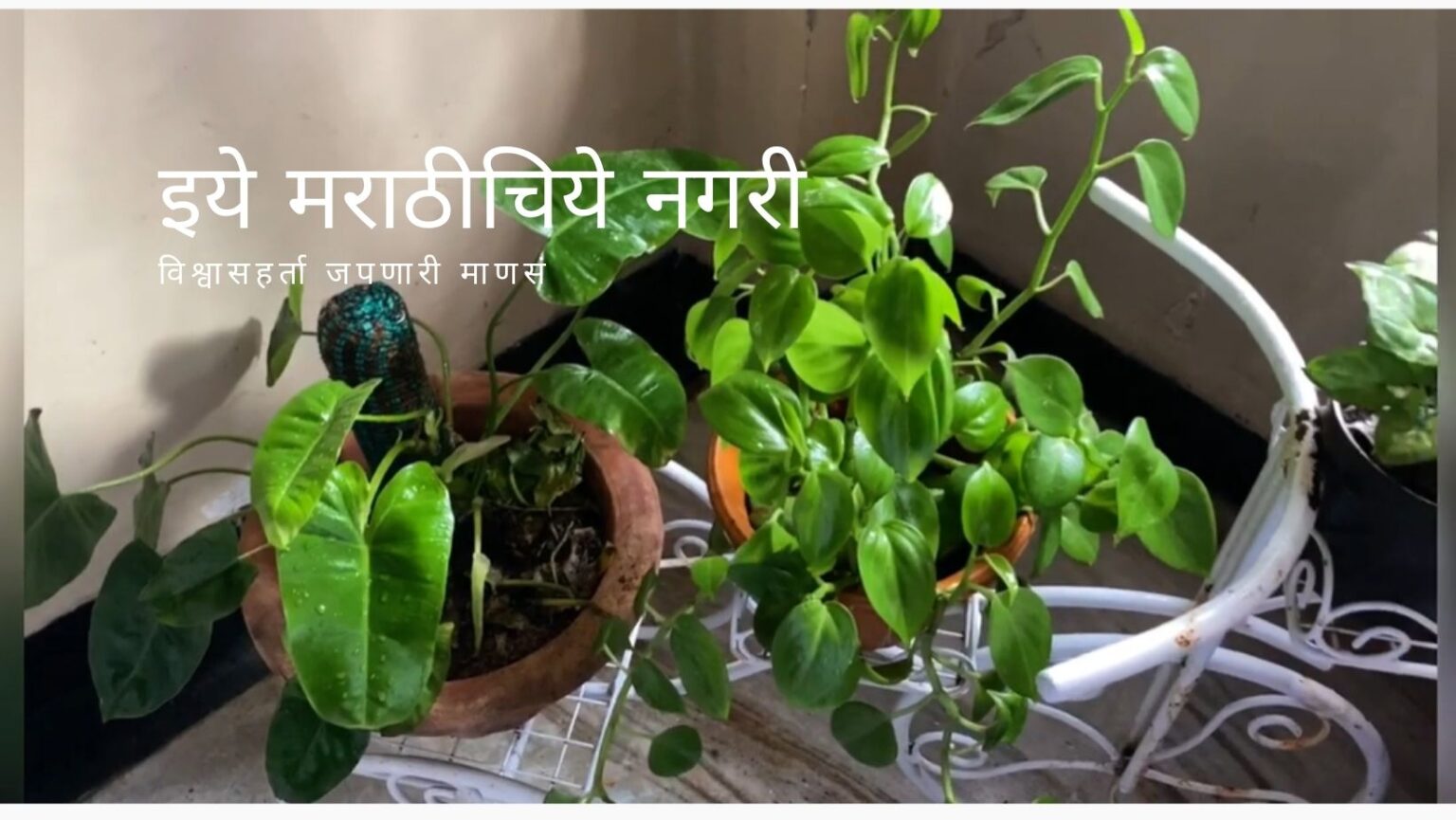 How To use Epsom salt to garden Plants