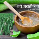 Prepare Tonic for Plants from Aloe Vera And Jaggery