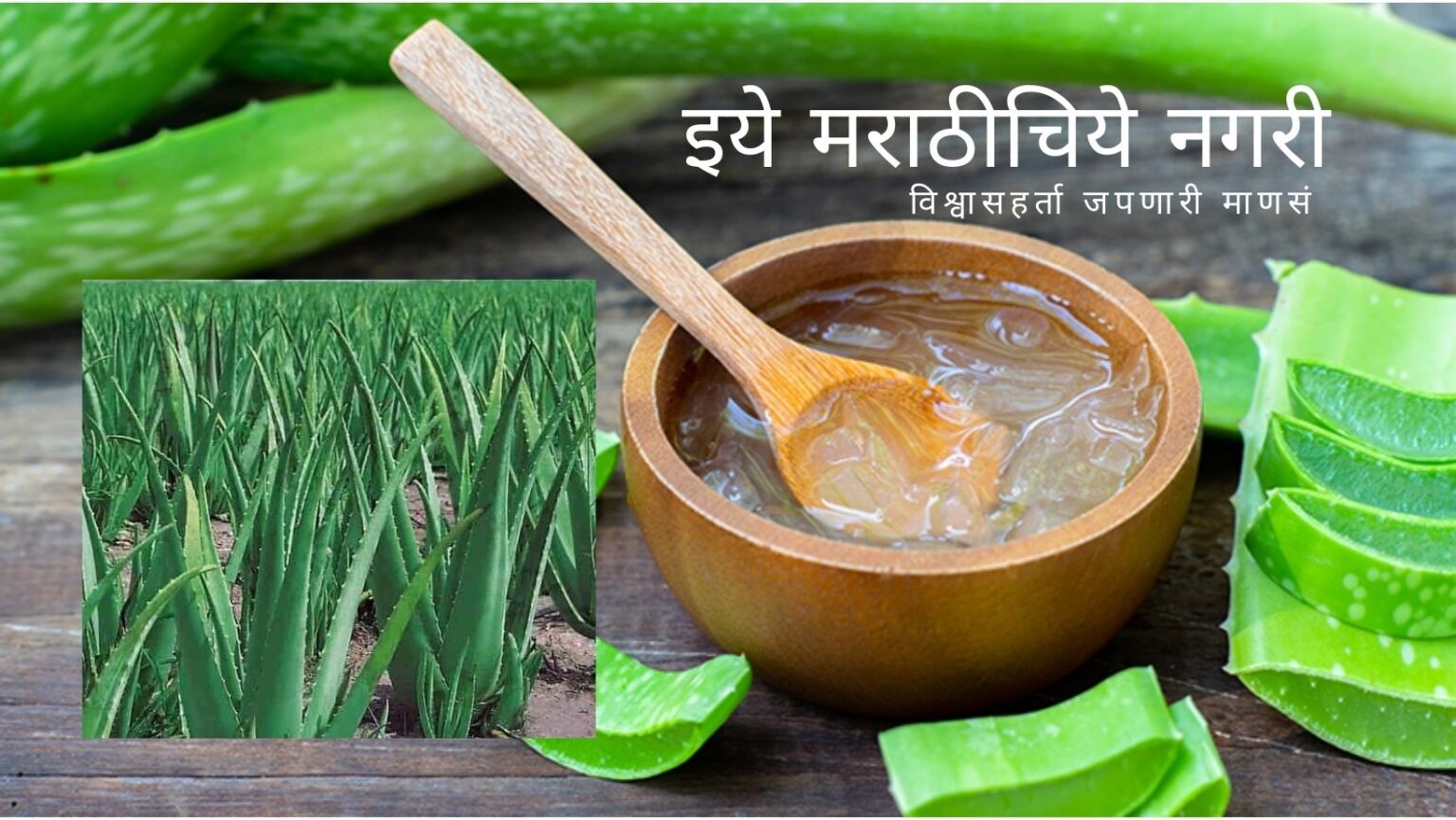 Prepare Tonic for Plants from Aloe Vera And Jaggery
