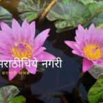 how to cultivate Lotus and waterlily in Home