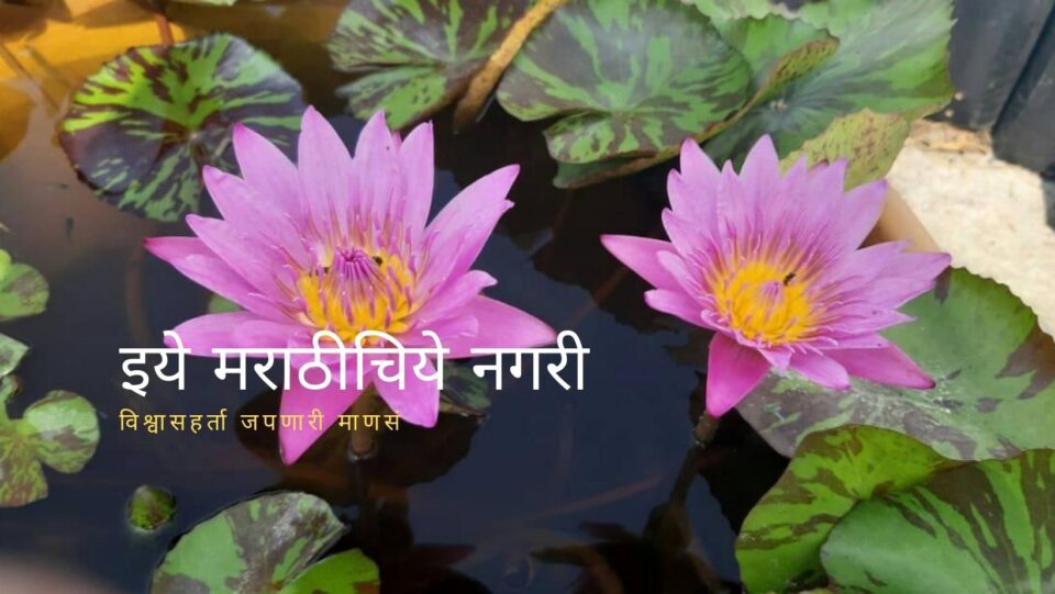 how to cultivate Lotus and waterlily in Home
