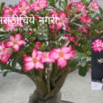 How To Repot Adenium Plant Video By Smita Patil