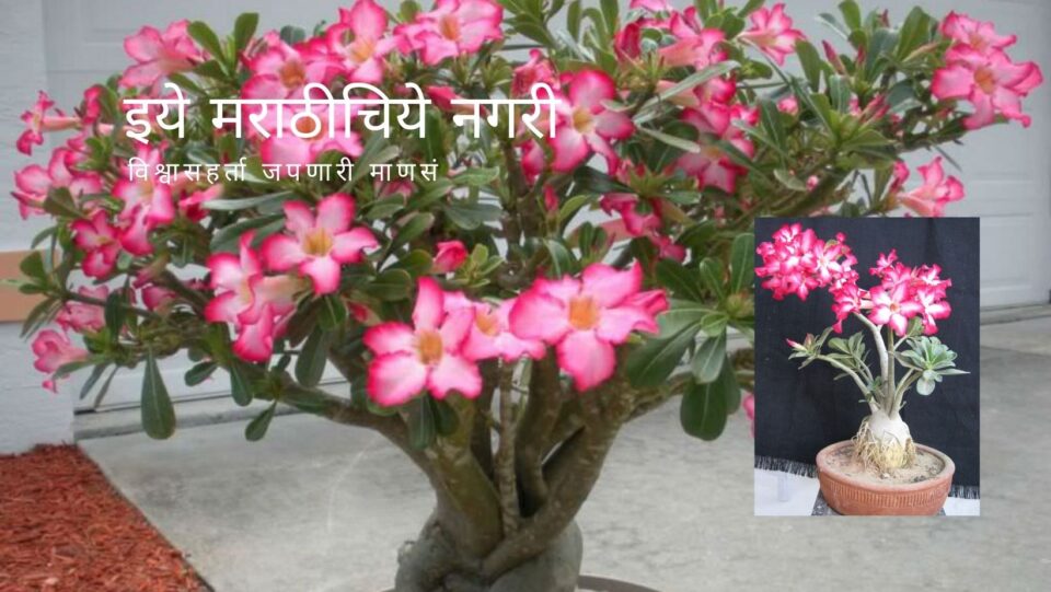 How To Repot Adenium Plant Video By Smita Patil