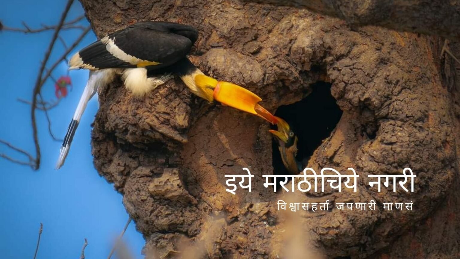 Need for Maha tree conservation for Sahyadri Bhushan Dhanesha