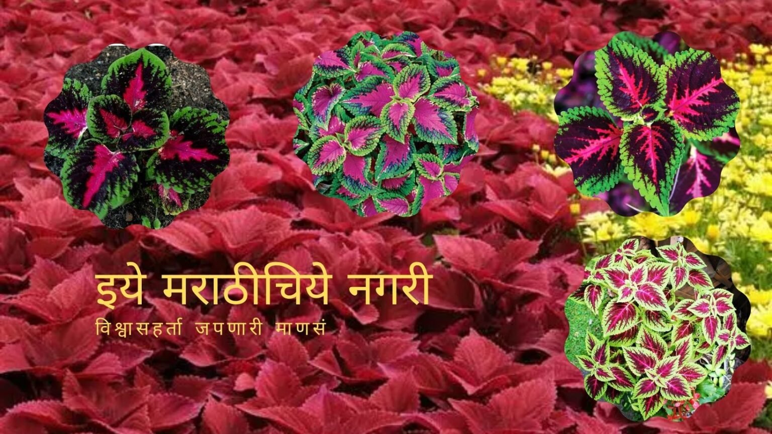 Coleus Plant Care Tips by Smita Patil