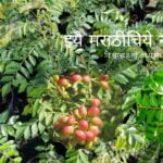 Curry Leaf Plant Care Smita Patil Guidelines