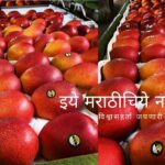 Expensive Mango Japans Miyazaki article by vilas patne