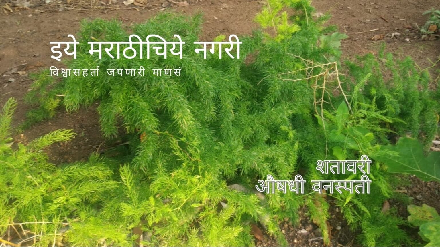 Asparagus Medicinal Plant Information