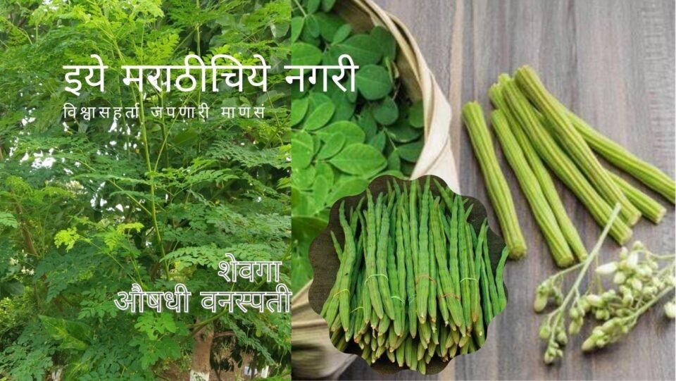 Drumstick Medicinal Plant Sathish Kanvade article