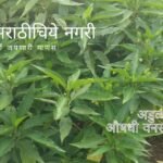Information about Adulsa Plant