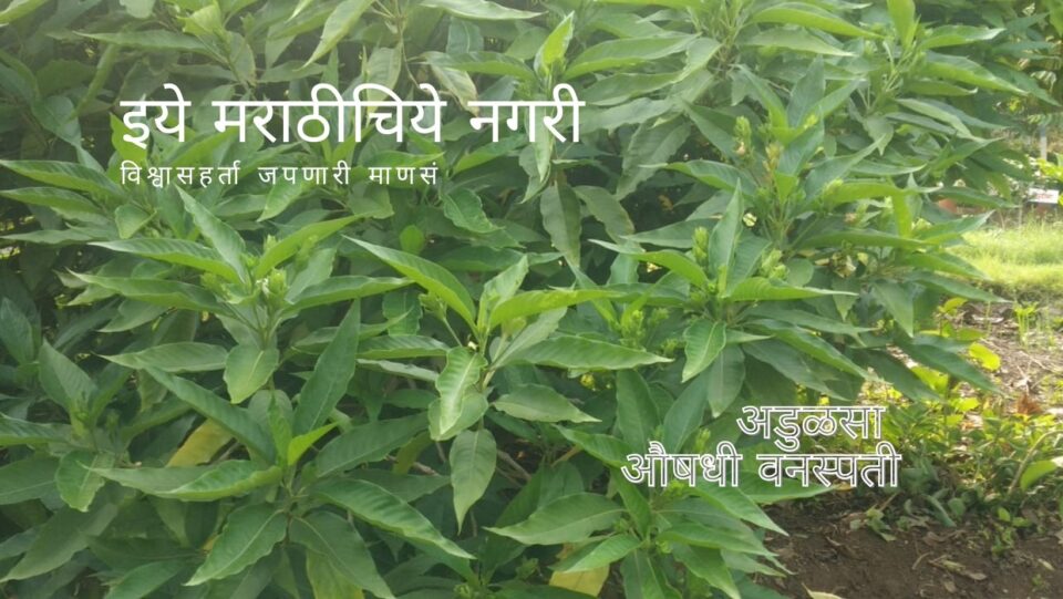 Information about Adulsa Plant