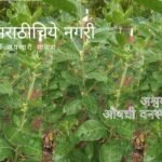 Information about Ashwagandha Plant Withania somnifera