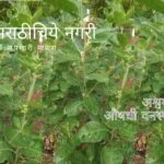 Information about Ashwagandha Plant Withania somnifera