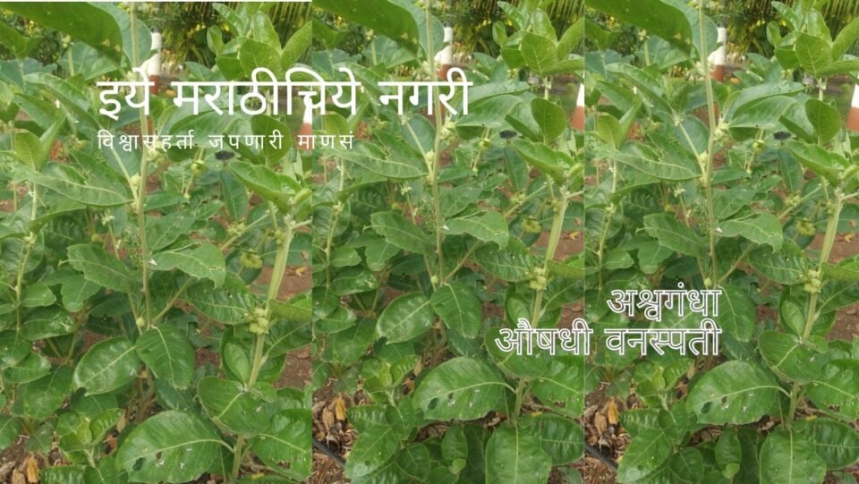 Information about Ashwagandha Plant Withania somnifera