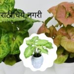 Sing onium Varieties and Cultivation Smita Patil Guidelines
