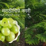 Know About Phyllanthus Emblica article by Satish Kanawade