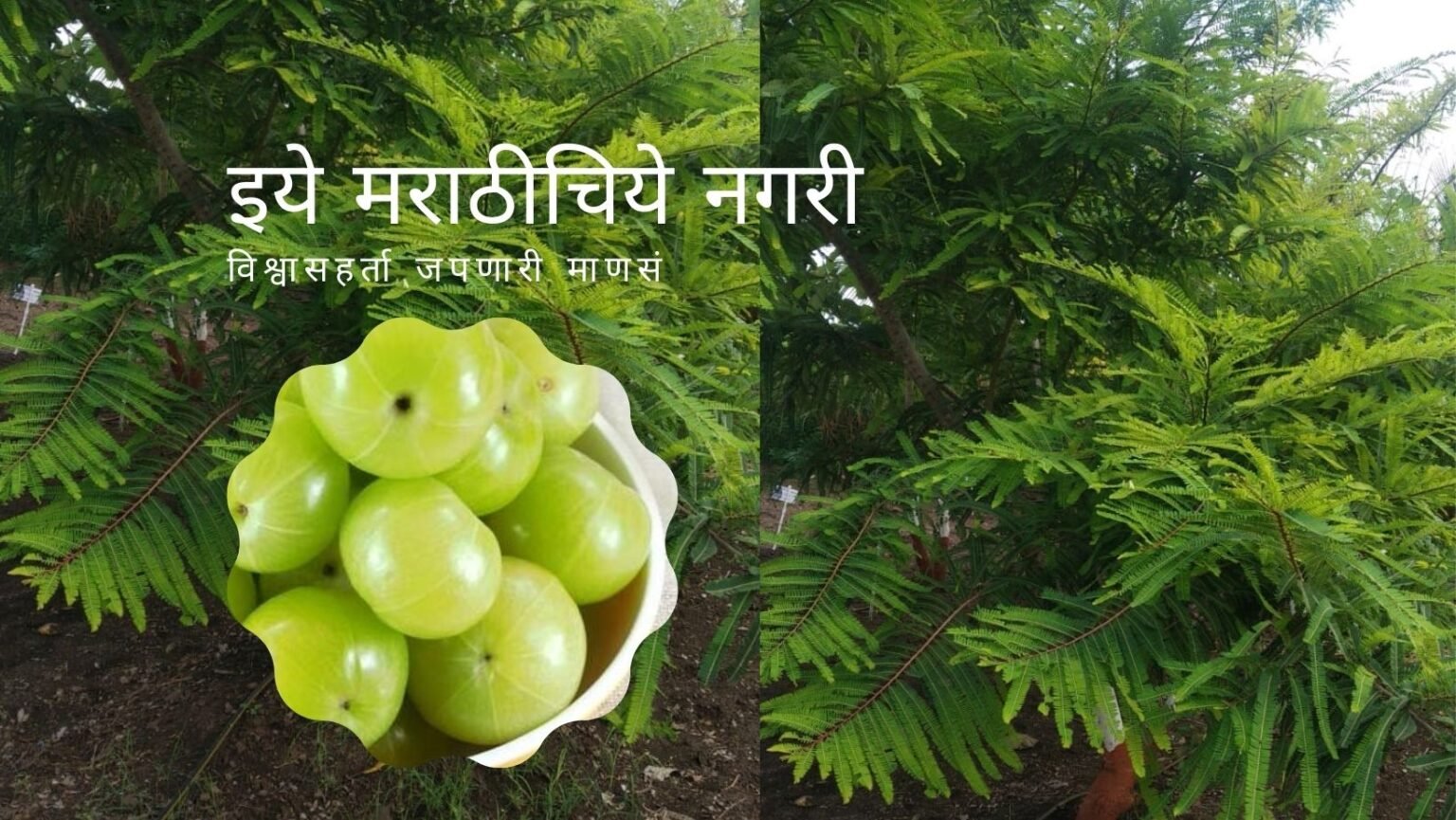 Know About Phyllanthus Emblica article by Satish Kanawade