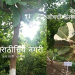 Terminalia bellirica Behda Medicinal Plant