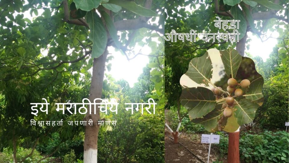 Terminalia bellirica Behda Medicinal Plant