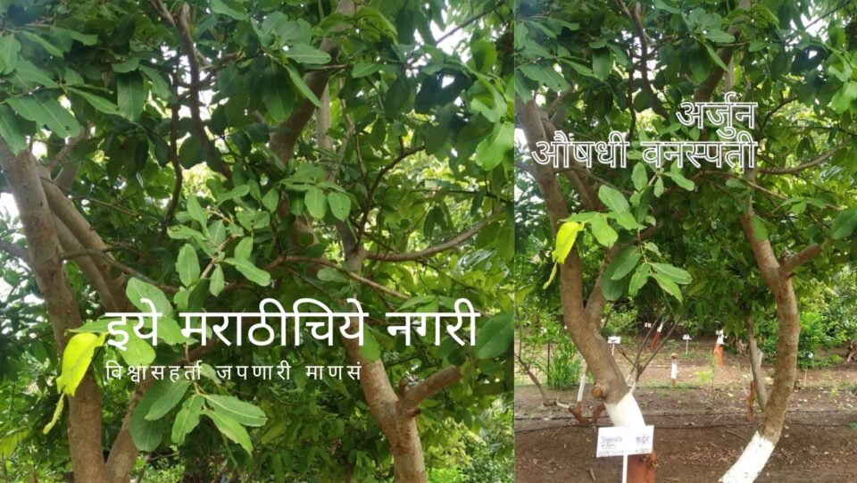 introduction-of-arjun-medicinal-plant
