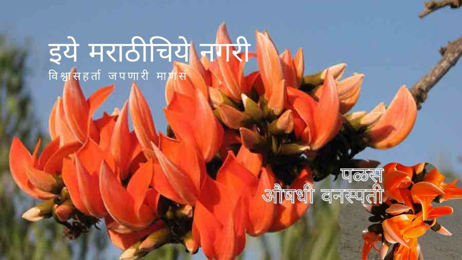Butea Monosperma Palas Medicinal Plant