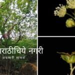 Croton gibsonianus Plant On seen in Maharashtra