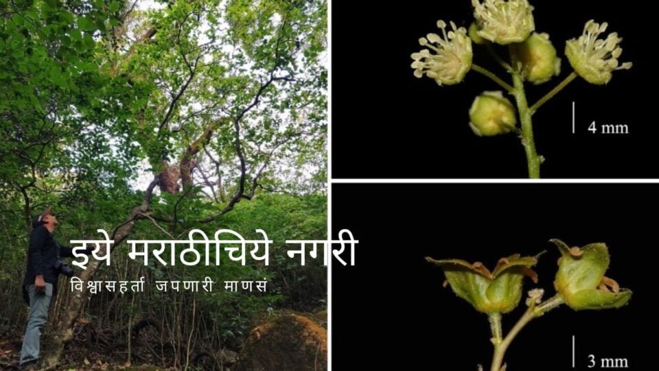 Croton gibsonianus Plant On seen in Maharashtra