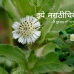 Eclipta Prostrata Maka Medicinal Plant
