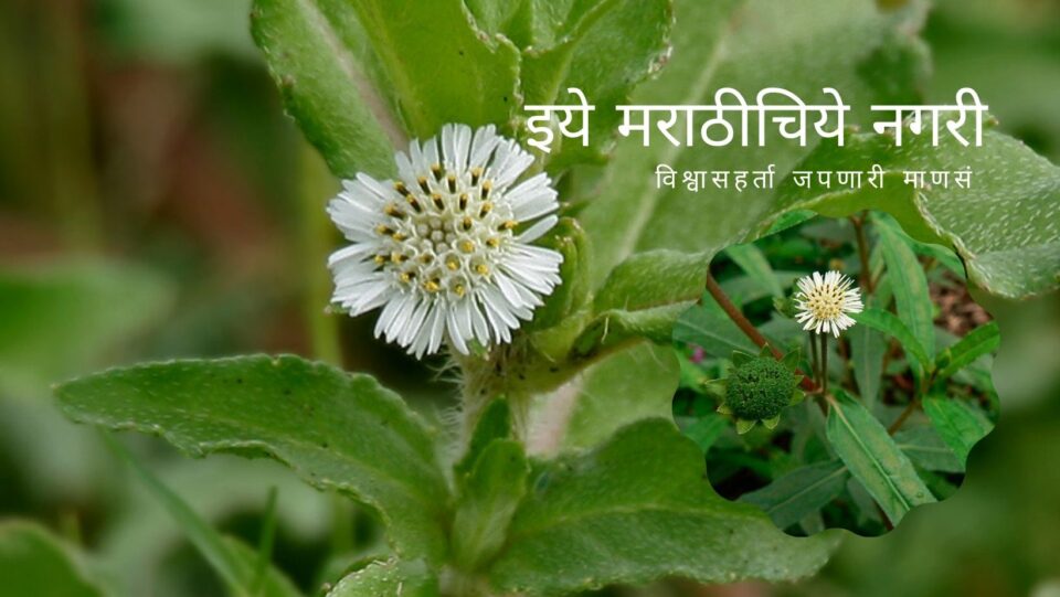 Eclipta Prostrata Maka Medicinal Plant