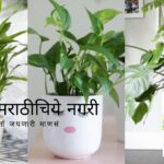 Know about Best Low Light Indoor Plants