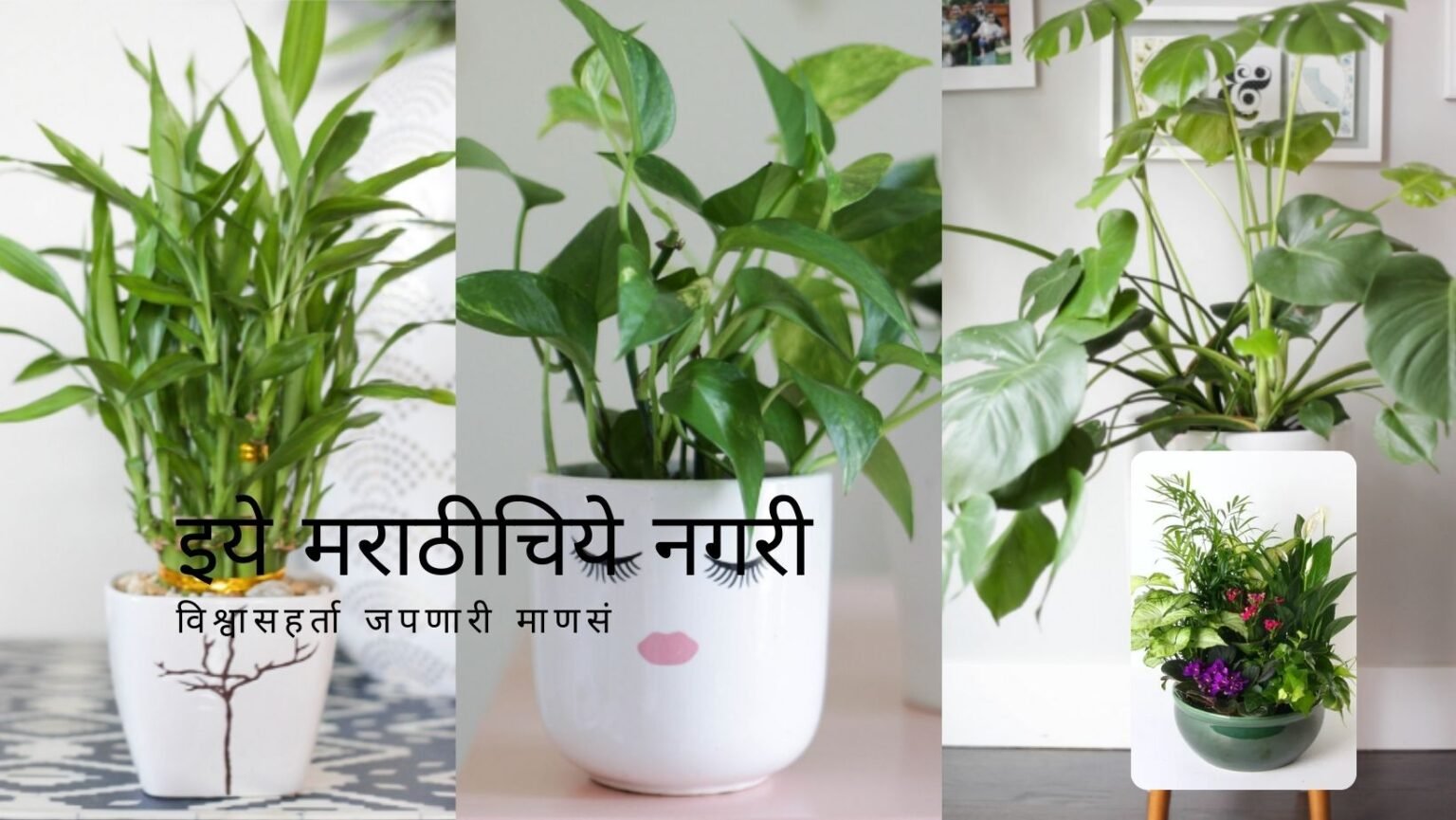 Know about Best Low Light Indoor Plants