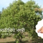 Sandalwood santalum album medicinal plant information
