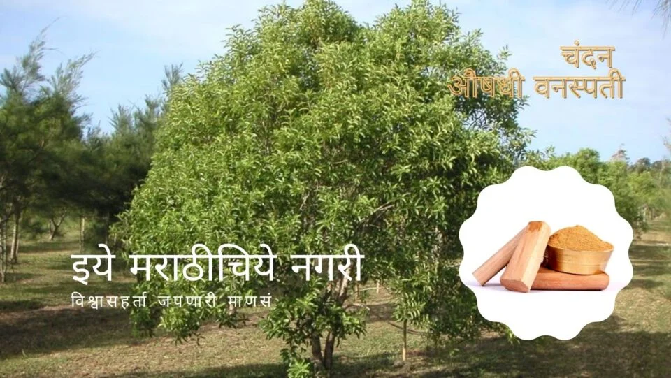 Sandalwood santalum album medicinal plant information