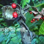 jequieity Gunj medicinal Plant